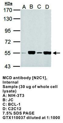 MCD antibody [N2C1], Internal, GeneTex