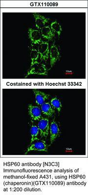 HSP60 antibody [N3C3], GeneTex