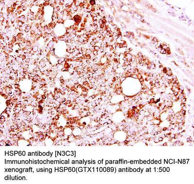 HSP60 antibody [N3C3], GeneTex