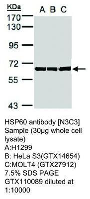 HSP60 antibody [N3C3], GeneTex