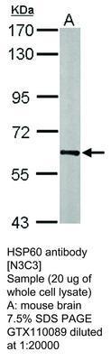 HSP60 antibody [N3C3], GeneTex