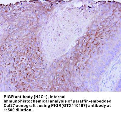 PIGR antibody [N2C1], Internal, GeneTex