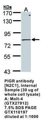 PIGR antibody [N2C1], Internal, GeneTex