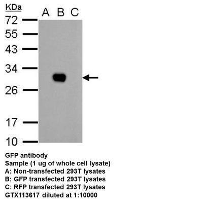 GFP antibody - Rabbit Polyclonal - ICC/IF, IHC-Wm, IP, WB - 100µl, GeneTex