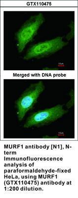 MURF1 antibody [N1], N-term, GeneTex