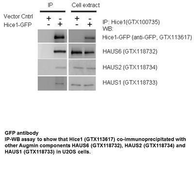 GFP antibody - Rabbit Polyclonal - ICC/IF, IHC-Wm, IP, WB - 100µl, GeneTex