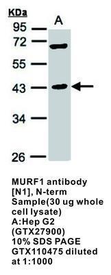 MURF1 antibody [N1], N-term, GeneTex