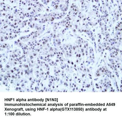 HNF1 alpha antibody [N1N3], GeneTex