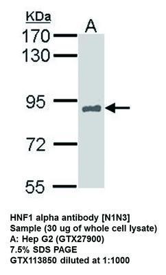 HNF1 alpha antibody [N1N3], GeneTex