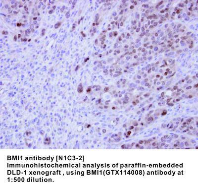 BMI1 antibody [N1C3-2], GeneTex