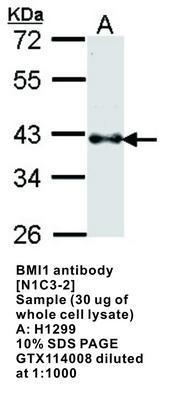 BMI1 antibody [N1C3-2], GeneTex