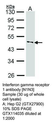 Interferon gamma receptor 1  antibody [N1N3], GeneTex