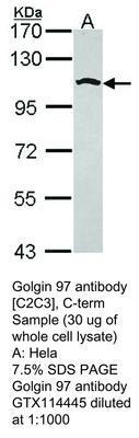 Golgin 97 antibody [C2C3], C-term, GeneTex