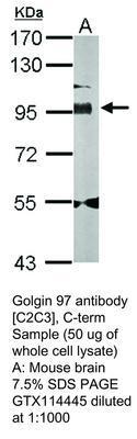 Golgin 97 antibody [C2C3], C-term, GeneTex