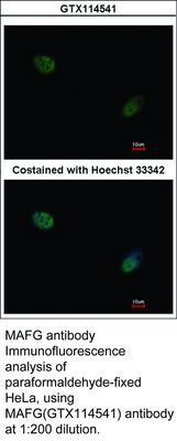 MAFG antibody, GeneTex