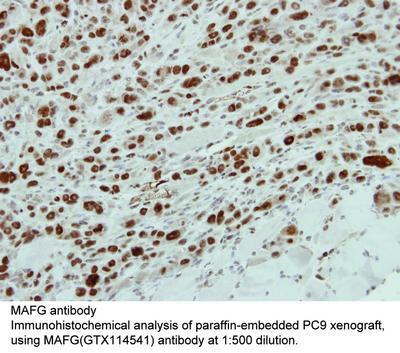 MAFG antibody, GeneTex