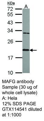 MAFG antibody, GeneTex