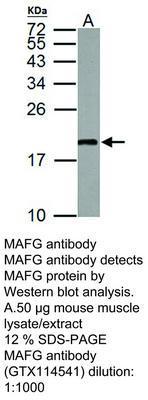 MAFG antibody, GeneTex