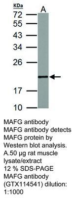 MAFG antibody, GeneTex