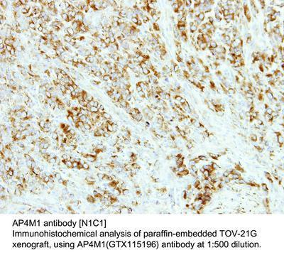 AP4M1 antibody [N1C1], GeneTex