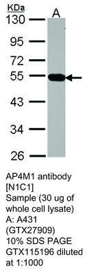 AP4M1 antibody [N1C1], GeneTex