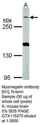 Myomegalin antibody [N1], N-term, GeneTex