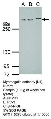 Myomegalin antibody [N1], N-term, GeneTex