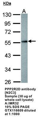 PPP2R2D antibody [N2C3], GeneTex