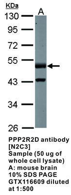 PPP2R2D antibody [N2C3], GeneTex