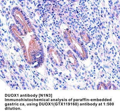 DUOX1 antibody [N1N3], GeneTex