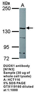 DUOX1 antibody [N1N3], GeneTex