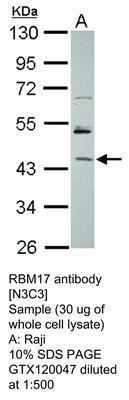 RBM17 antibody [N3C3], GeneTex