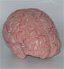 BRAIN MODEL